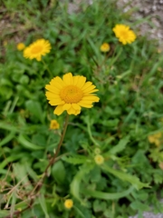 Coleostephus myconis