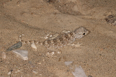 Pristurus carteri