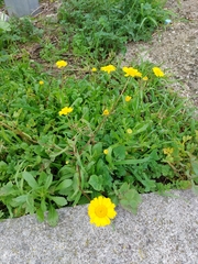 Coleostephus myconis