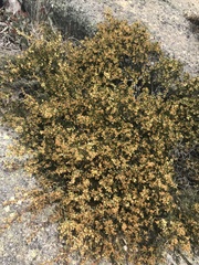 Acacia alpina