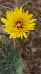 Reichardia tingitana