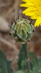 Reichardia tingitana