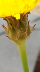 Reichardia tingitana