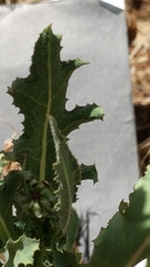 Reichardia tingitana