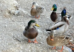 Anas rubripes × platyrhynchos