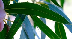 Eucalyptus lateritica