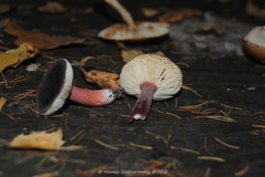 Russula queletii