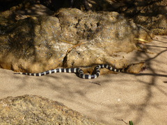 Laticauda saintgironsi