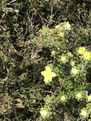 Asterolasia trymalioides