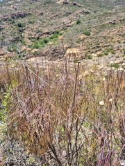 Euryops speciosissimus