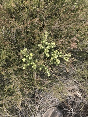 Asterolasia trymalioides