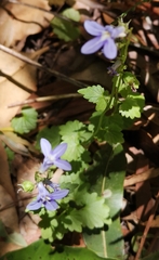 Lobelia trigonocaulis
