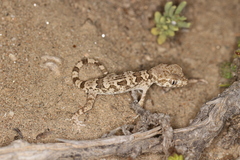 Trachydactylus spatalurus