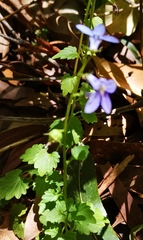 Lobelia trigonocaulis