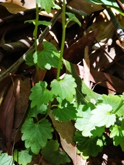 Lobelia trigonocaulis