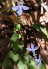 Lobelia trigonocaulis