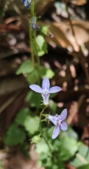 Lobelia trigonocaulis