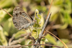 Junonia orithya