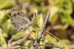 Junonia orithya