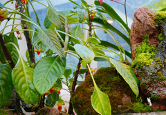 Impatiens niamniamensis
