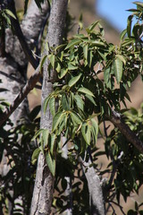 Ficus cordata cordata