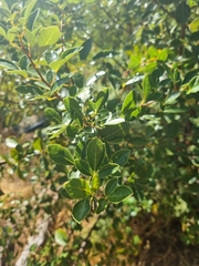 Searsia tomentosa