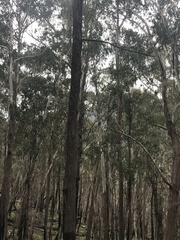 Eucalyptus fastigata