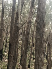 Eucalyptus fastigata
