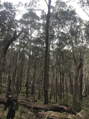 Eucalyptus fastigata