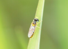 Sphaerophoria macrogaster