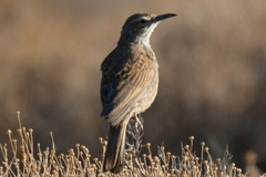 Certhilauda