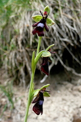 Ophrys insectifera insectifera