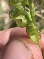 Pterostylis mutica