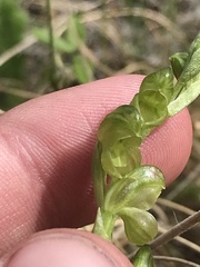 Pterostylis mutica