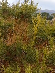 Ulex parviflorus
