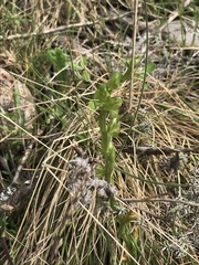Pterostylis mutica