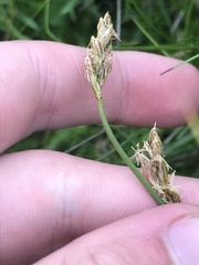 Carex chlorantha