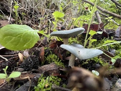 Fungi