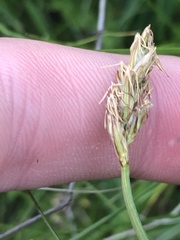 Carex chlorantha