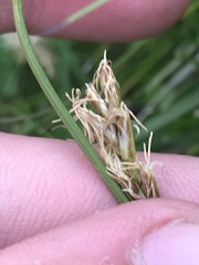 Carex chlorantha