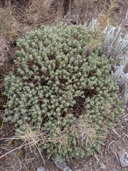 Thymelaea tartonraira