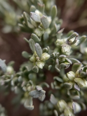 Thymelaea tartonraira