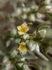 Thymelaea tartonraira