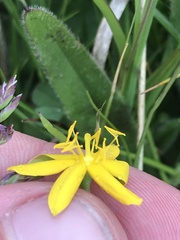 Hypoxis hygrometrica