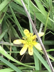 Ranunculus inundatus