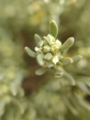 Thymelaea tartonraira