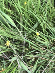 Ranunculus inundatus