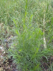 Artemisia capillaris