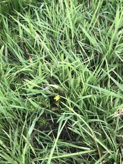 Ranunculus inundatus