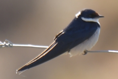 Hirundo albigularis